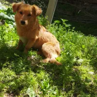 سگ پا کوتاه