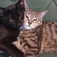 واگذاری دو گربه بسیار دوست‌داشتنی