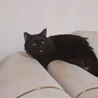 گربه