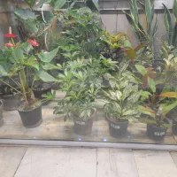 انواع گیاه های آپارتمانی برای روز مادر