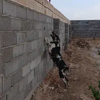 سگ گریت دین ماده 3 ساله