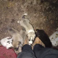 واگذاری توله سرابی|سگ|خرمدره, |دیوار