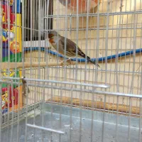 سهره قناری درجه یک سالم.صددرصد دهن سهره