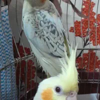 عروس هلندی|پرنده|قم, ولیعصر|دیوار