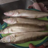 ماهیگیری کسی هست