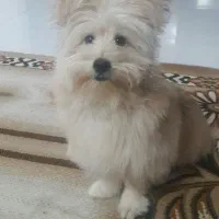 هاپو دوست داشتنی