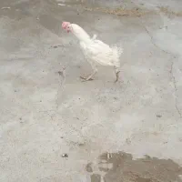 مرغ تخم گذار