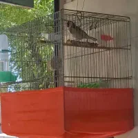 سهره نر مست پررو دهن دار