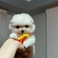 پامر جیبی فنجونی عروسکی|سگ|کرمانشاه, |دیوار