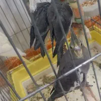 جوجه عروس هلندی
