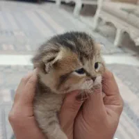 واگذاری گربه اسکاتیش|گربه|سهند, |دیوار