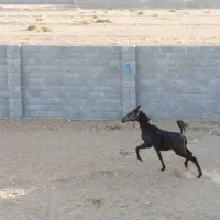 اسب دره شوری|اسب و تجهیزات اسب‌سواری|شهرضا, |دیوار