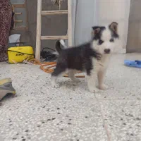 توله هاسکی ۲ ماهه