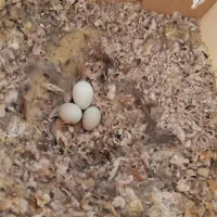 جفت فنچ بلک بادی انگلیسی سایز درشت مولدبا ۳تا تخم