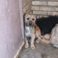 پاکوتاه