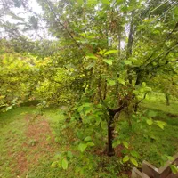 اجاره خانه ویلایی ۱۳۰ متری ۲ خوابه|اجارهٔ خانه و ویلا|کوهسار (البرز), |دیوار