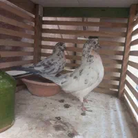 کفتر گمشده جوجه داره کسی گرفتش مژدگونی هم میدمش|پرنده|اصفهان, خانه اصفهان|دیوار