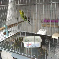 مرغ عشق ماده مست ازاین بازاریها نیست|پرنده|دره شهر, |دیوار