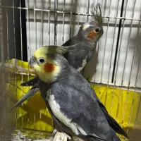 عروس هلندی مولد و رام