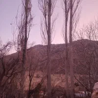 خریدار چوب درختان شما|خدمات باغبانی و درختکاری|یاسوج, |دیوار