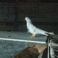 سرور دم سفید|پرنده|مبارکه, |دیوار