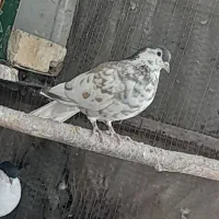 ماده افشون خوشگل عروسک