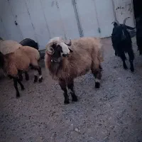 بره قوچ|حیوانات مزرعه|وردشت, |دیوار