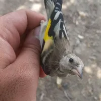 فروش جوجه سهره