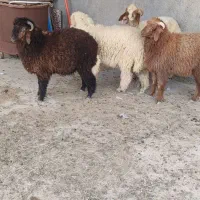 گوسفند