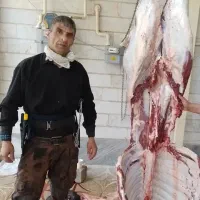 قصاب سیار کشتار دام گوساله وگوسفند درمحل شما