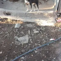 سه سگ پا کوتاه و یک سگ هاسکی بفروش میرسد|سگ|بم, |دیوار