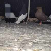 کفتر رنگی هوایی|پرنده|شیراز, کوشک میدان|دیوار