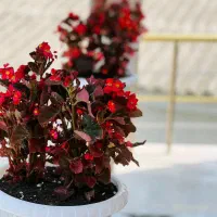 دوبلکس نماسنگی با سند تکبرگ قیمت کل ۲.۵۰۰ت|فروش خانه و ویلا|چمستان, |دیوار