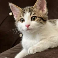 واگذاری گربه