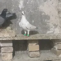 کفتر پلنگ|پرنده|تربتحیدریه, پائین ولایت|دیوار