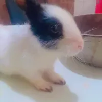 خرگوش