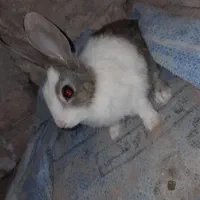 خرگوش خوشگل معاوضه ای|موش و خرگوش|خاش, |دیوار