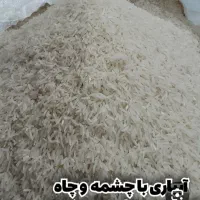 برنج فجر سوزنی  امساله