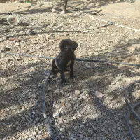 توله سگ کوچیک مشکی