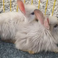 خرگوش لپ یک جفت مینیاتوری بازیگوش دستی