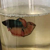 فروش ویژه ماهی فایتر گیاه روآبی و حلزون