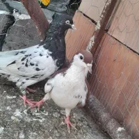 کفتر|پرنده|گرگان, |دیوار