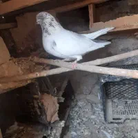 کبوتر پرشی