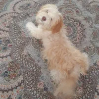 حیوان خانگی