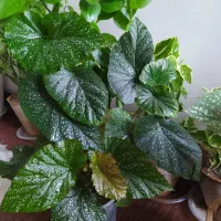 گل‌ طبیعی|گل و گیاه طبیعی|فلاورجان, |دیوار