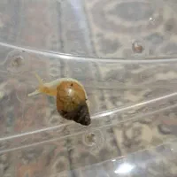 حلزون|خزنده|سلطانیه, |دیوار