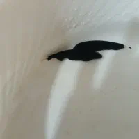 بلک گوست و حلزون