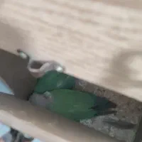 گرینچیک جفت  صد در صدمولد تراکوییس پاین اپل|پرنده|شاهرود, |دیوار