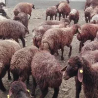 ۲عددبره پیداشده