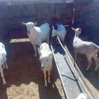 بزغاله سانن کل اصل|حیوانات مزرعه|فریمان, |دیوار